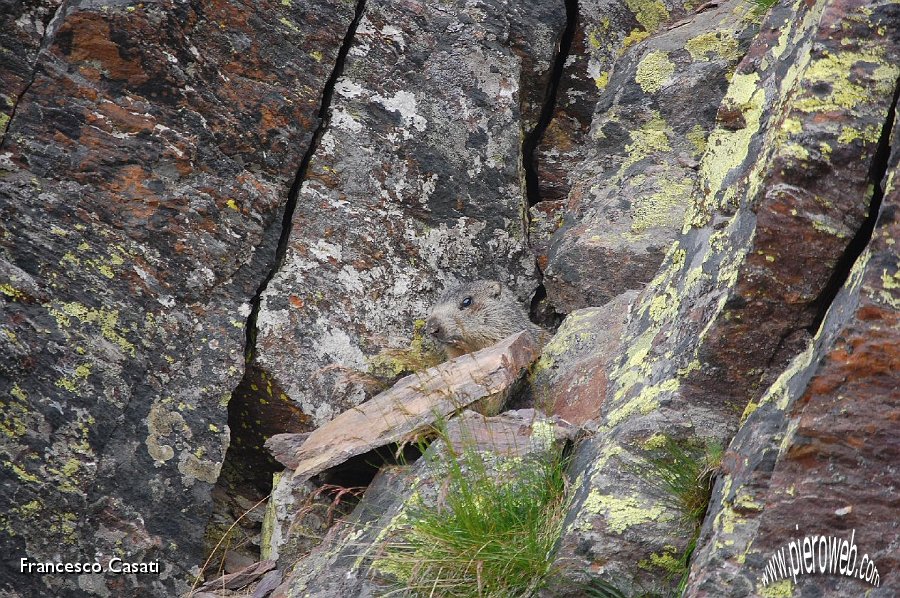 06 Una marmotta dietro al passo del Gatto.jpg